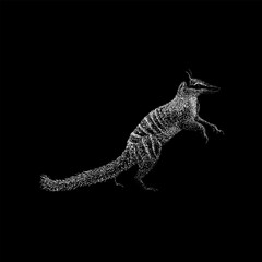 Numbat hand drawing vector isolated on black background.