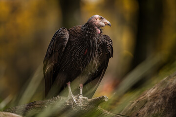 vulture in the wild