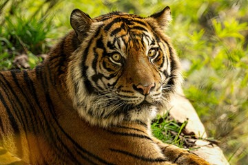 portrait of a tiger