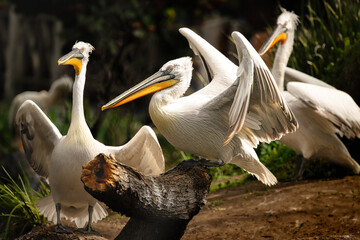 pelicans on the beach