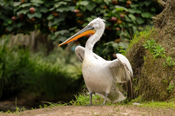 pelican on the beach