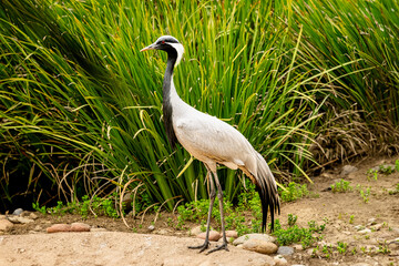 grey crowned crane