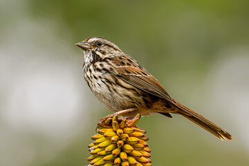 sparrow on a flower