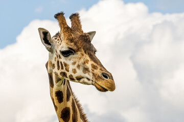portrait of giraffe