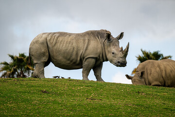 Obraz premium rhino in the wild