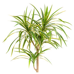 Fototapeta premium Pandanus Baptistii Variegata Bush on Transparent Background