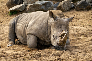 rhino in the zoo