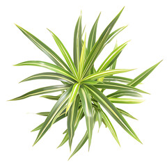 Fototapeta premium Pandanus Baptistii Variegata Isolated on Clear Background