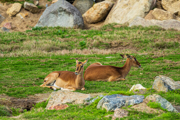 antelope in the grass