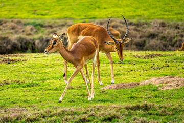 antelope in the wild