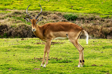 impala in the savannah