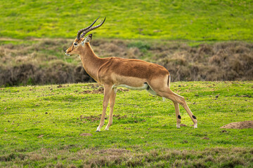 antelope in the grass peeing