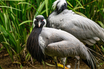 black crowned crane