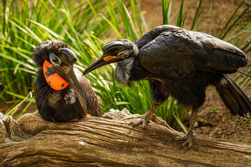 red billed hornbill