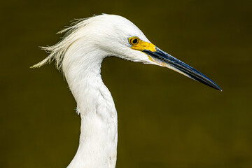 great white heron