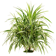 Fototapeta premium Isolated Pandanus Baptistii Variegata Bush on Transparent Background