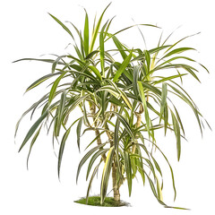 Fototapeta premium Pandanus Baptistii Variegata Bush on Clear Background Cutout