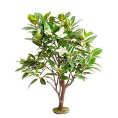 Michelia Alba on Transparent Cutout