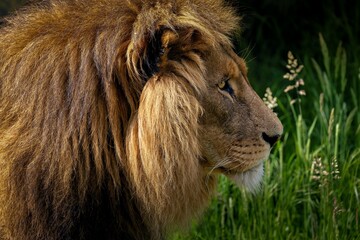 Close-up side profile of a majestic lion with a lush mane in a grassy environment.
