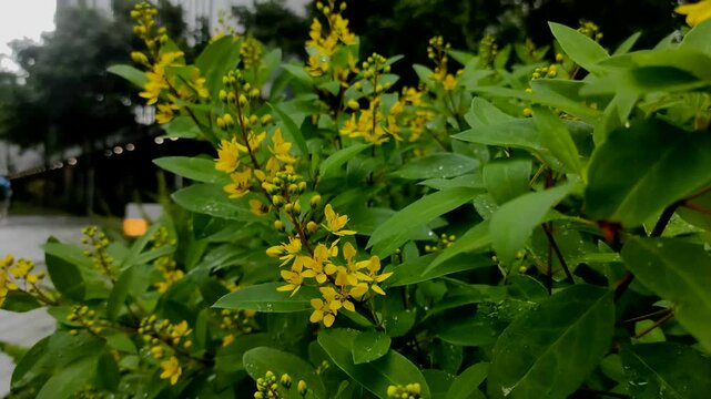 Galphimia gracilis or golden shower flower, the flowers are small yellow.