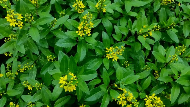 Galphimia gracilis or golden shower flower, the flowers are small yellow.