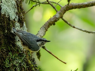 森の中で樹木の幹に留まっているゴジュウカラ