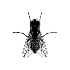 Fly hand drawing vector isolated on background.