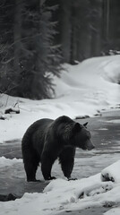a black bear walking across a snowy stream