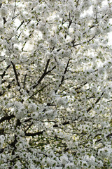 A big cherry tree is blooming with white flowers.