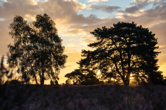 Sunset with tree silhouette and glowing clouds