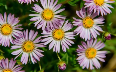 Fototapeta premium pink and white daisy flowers