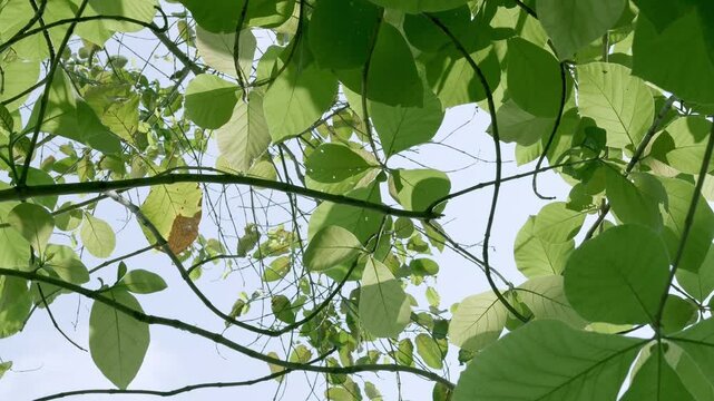 Upward view of a mix of wide and small leaves and thin branches; blue sky visible from below;