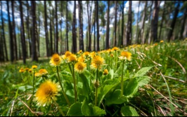 Obraz premium yellow flowers in the garden