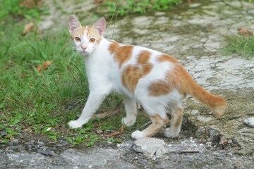 a common cat playing in the park alone during the day