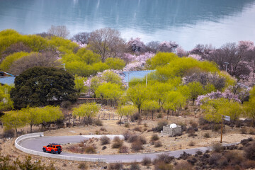 Linzhi Peach Blossom