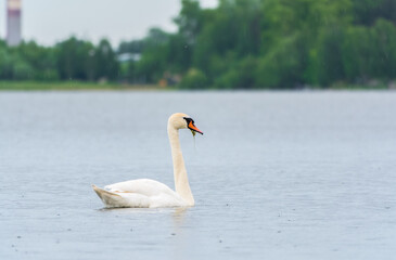 Graceful white Swan swimming in the lake, swans in the wild. Portrait of a white swan swimming on a lake.