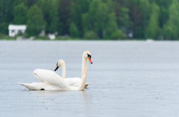 Two Graceful white Swans swimming in the lake, swans in the wild