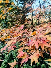 Colorful autumn foliage in the park.