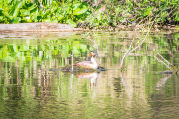 Great Crested Grebe, Podiceps cristatus, water bird sitting on the nest, nesting time on the green lake