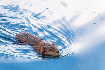 Muskrat, Ondatra zibethicuseats swiming at the surface of the lake water.