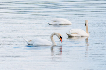 Graceful white Swans swimming in the lake, swans in the wild