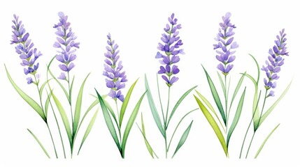 Naklejka premium Watercolor illustration of lavender flowers in bloom with green stems and leaves isolated on white background.