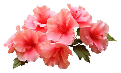 PNG Flower png hibiscus blossom petal.