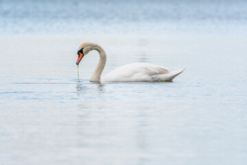 Fototapeta premium Graceful white Swan swimming in the lake, swans in the wild. Portrait of a white swan swimming on a lake.