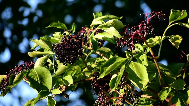 Clusters fruit black elderberry in garden. elder, black elder.
