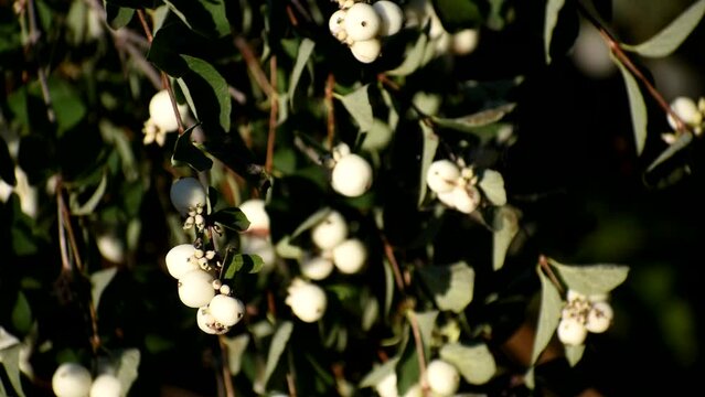 Snow berries. interesting bush, beautiful wild plant