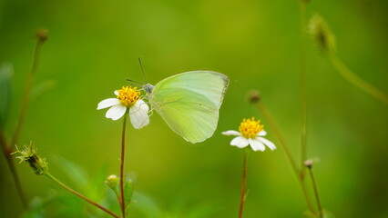 Close-up of Catopsilia pomona butterfly sucking nectar