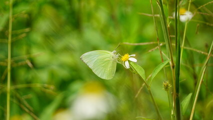 Close-up of Catopsilia pomona butterfly sucking nectar
