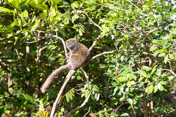 Grey bamboo lemur, Lemur Island, Madagascar, Africa