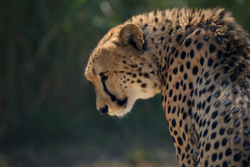 Close-up of a beautiful Cheetah.